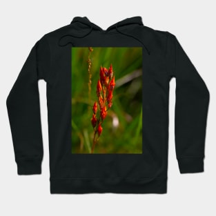 Orangey-Red Against Green Hoodie